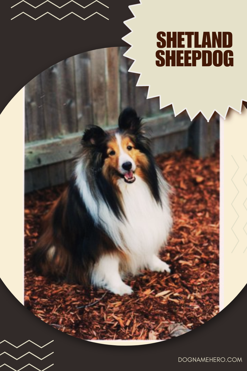 Shetland Sheepdog