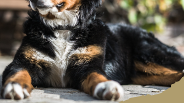 Tricolored Dog Breeds