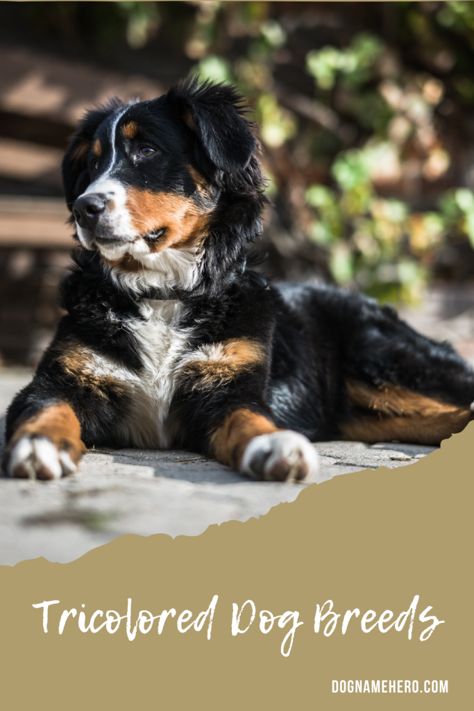 Tricolored Dog Breeds
