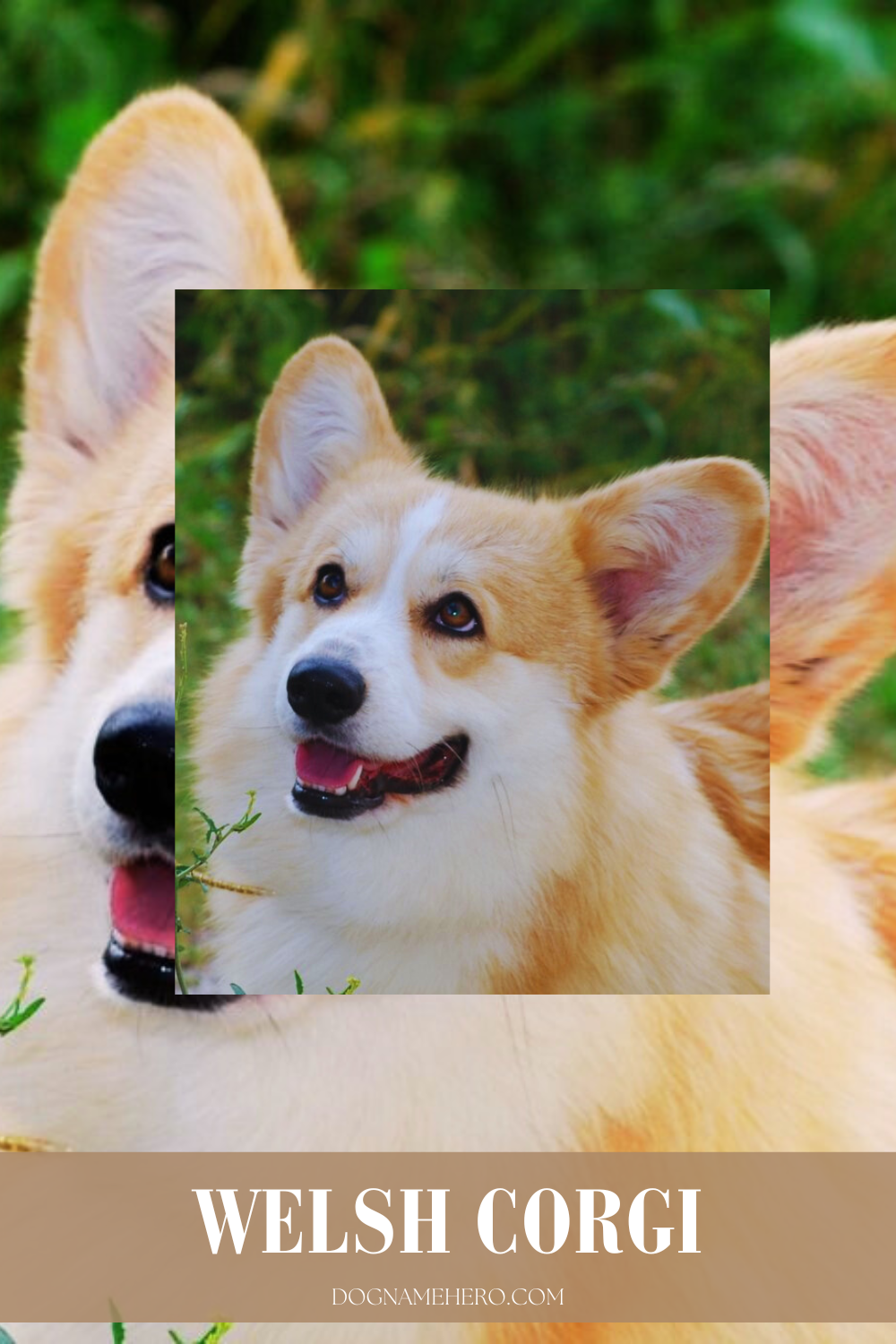 Welsh Corgi