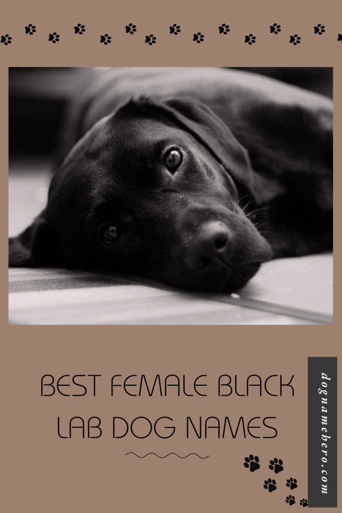 Black Lab Names Female