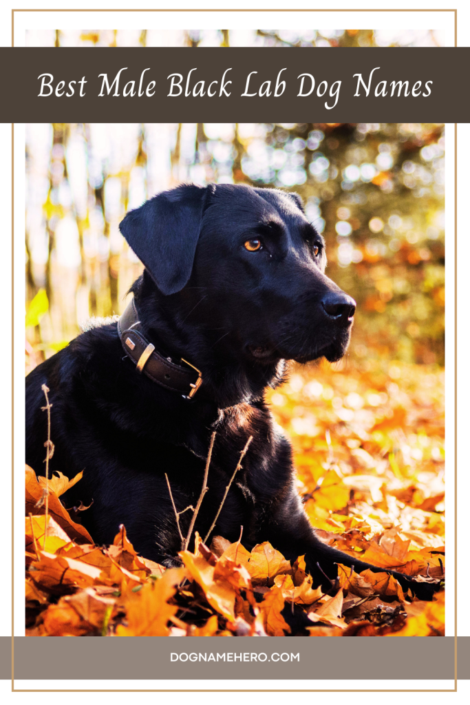 Best Male Black Lab Names