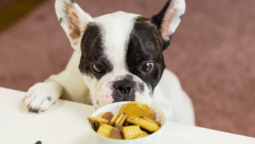 Candy Names for Dogs