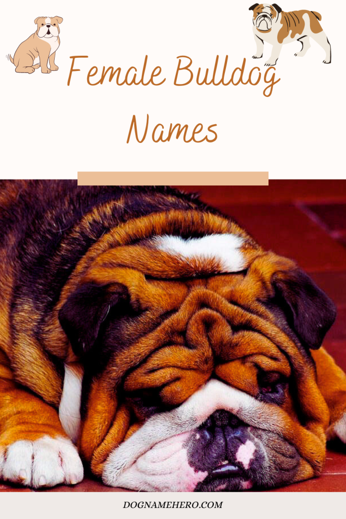 Female Bulldog Names