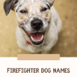 Firefighter Dog Names