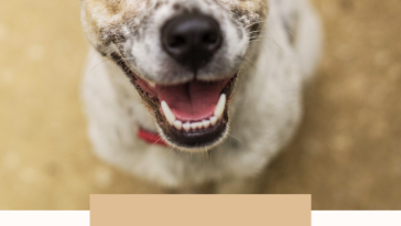 Firefighter Dog Names