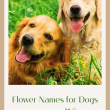 Flower Names for Dogs