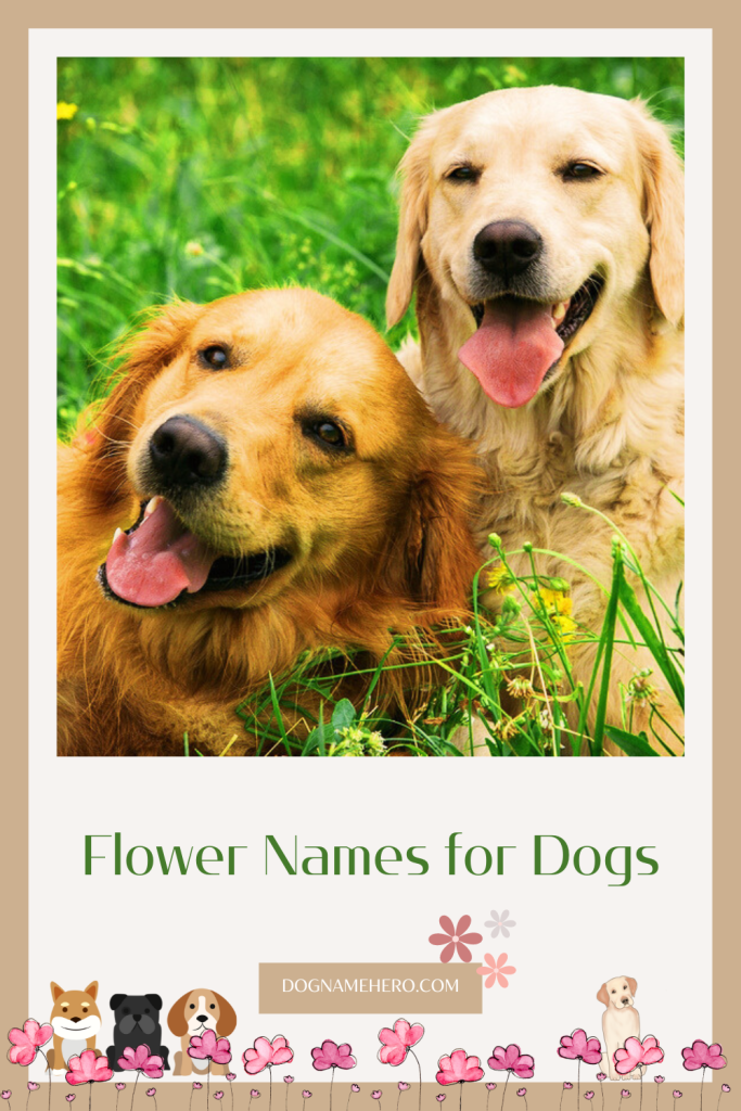 Flower Names for Dogs