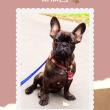 French Bulldog Names