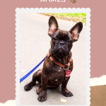 French Bulldog Names