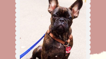 French Bulldog Names