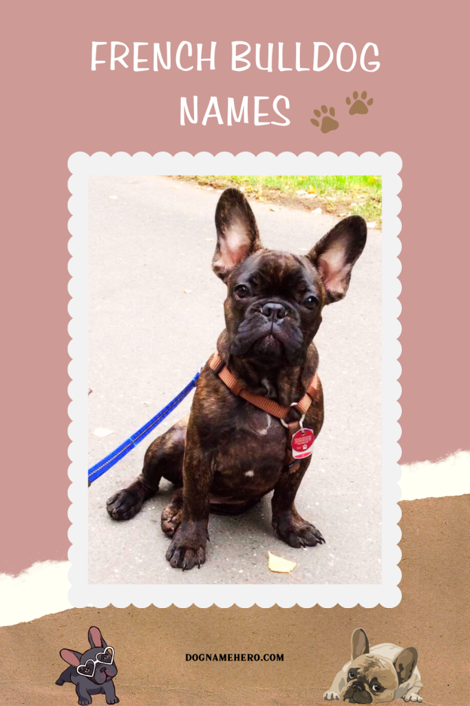 French Bulldog Names