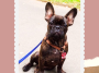 French Bulldog Names
