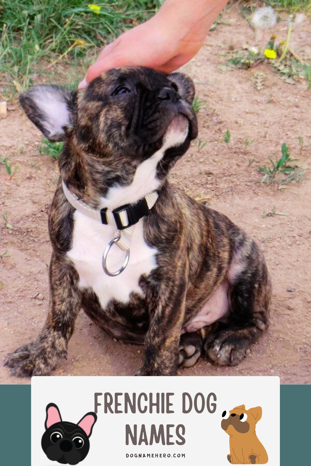 Frenchie Dog Names