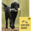 Gun Dog Names