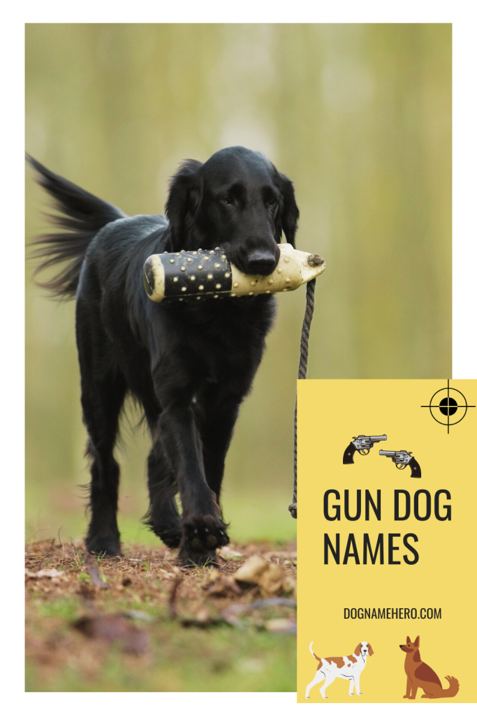 Gun Dog Names