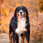 Tricolor Dog Names